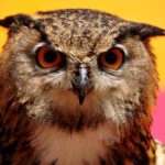 Profile picture of finkle