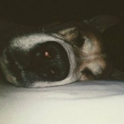 Profile picture of A Bogues