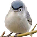 Profile picture of Buttsuckles