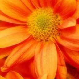Profile picture of AgentOrange