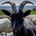 Profile picture of Joe Bloe