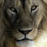 Profile picture of Mcj008