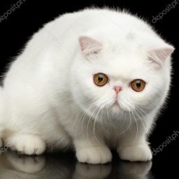 Profile picture of dibujantew