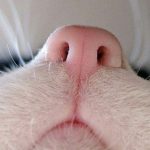 Profile picture of Briareus