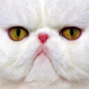 Profile picture of Chickenza
