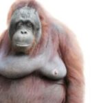 Profile picture of tusker
