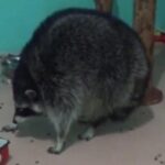 Profile picture of terrancemu