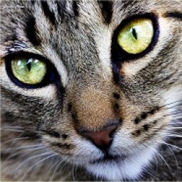 Profile picture of Dan