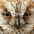 Profile picture of sugeorgesu