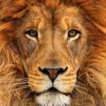 Profile picture of Lion Guy