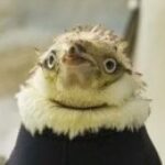Profile picture of Entaille