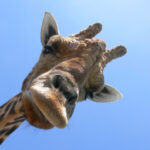 Profile picture of Oskar