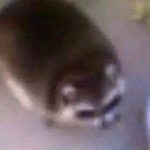 Profile picture of janedough