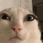 Profile picture of INACTIVE