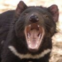 Profile picture of Tasman