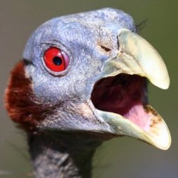 Profile picture of BVDR3D