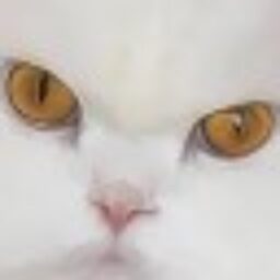 Profile picture of simkat