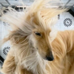 Profile picture of Bsuzu