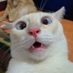 Profile picture of Snookie