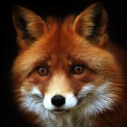 Profile picture of Wayne
