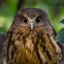 Profile picture of Demelza81