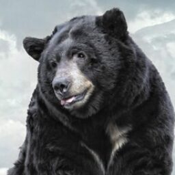 Profile picture of DarkBear