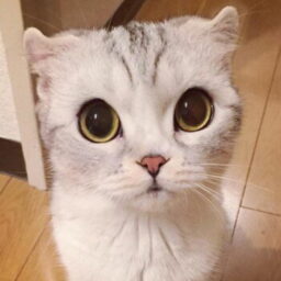 Profile picture of Akula