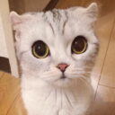 Profile picture of Akula